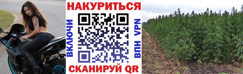 наркота  Цоци-Юрт  Каннабис сатива 